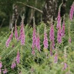 a field full of purple flowers next to a forest